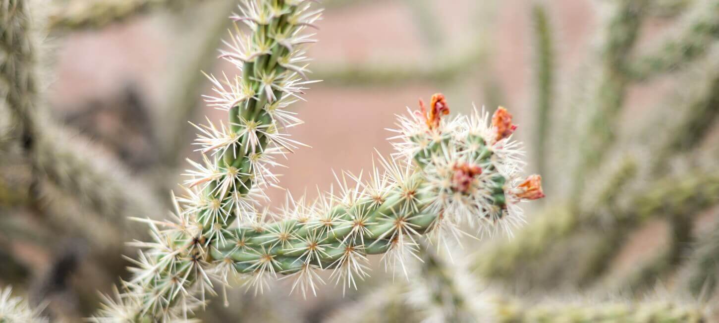 Gainey Ranch Market Report November 2022 Gainey Ranch Homes For Sale